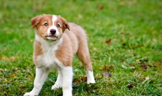 小狗吃下骨头后能消化吗(骨头小狗吃了能消化出来吗)