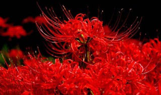 彼岸花特点 彼岸花的由来和特性