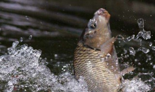 钓鱼几米以上适合用夜光灯(夜钓什么灯光合适)