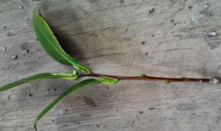 枝条是由幼嫩的什么组成的 枝条是由幼嫩的什么组成的