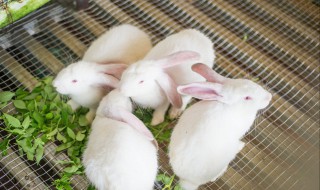 兔子下崽后多少天能看（兔子下崽后多少天能看出来）