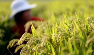 我国南方和北方主要种植的粮食作物分别是什么 你知道吗