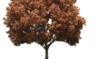 园林树木干皮形态分哪几类? 园林树木按照按性状分为哪几类?