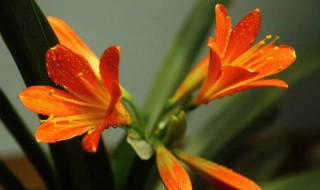 君子兰夹箭最有效的处理办法 君子兰夹箭最有效的处理办法图片