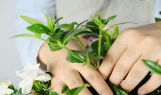 雪碧养花有什么作用（雪碧是否可以用来养花）