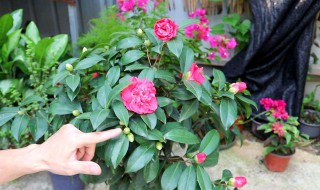 茶花对家里的风水好吗 茶花对风水好不好