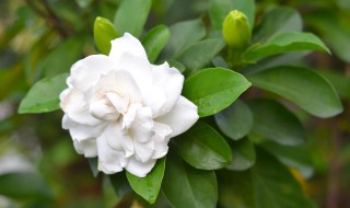 栀子花的扦插养殖方法和注意事项 夏季栀子花的扦插方法和注意事项