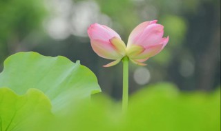 并蒂莲的花语 并蒂莲的花语真谛