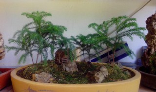 四大镇宅之树 四大镇宅之树是什么树