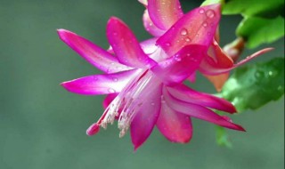 蟹爪兰的寓意（蟹爪兰的寓意和风水）