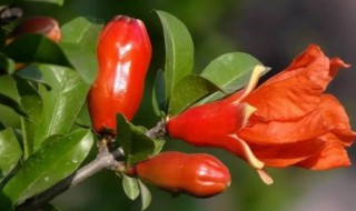 蟹爪兰喜湿还是喜干