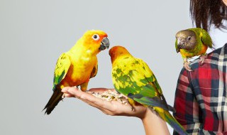 中国国鸟是什么(中国国鸟是什么生肖呢)