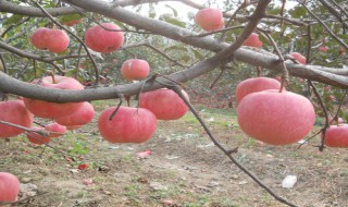 众成一号苹果树苗在栖霞什么地方（众成一号苹果树苗多少钱一棵）