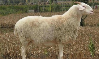 小尾寒羊是山羊还是绵羊? 小尾寒羊与绵羊的区别