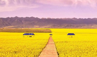 油菜花的文艺句子 关于油菜花唯美句子