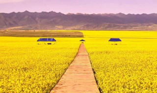 油菜花什么时候开花季节 油菜花一般几月份开花