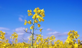 油菜花的花语(油菜花的花语和诗句)