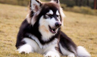 阿拉斯加犬厉害吗? 你知道阿拉斯加犬吗