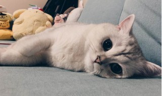 怎么说服顽固妈妈养猫 妈妈反对养猫怎么办