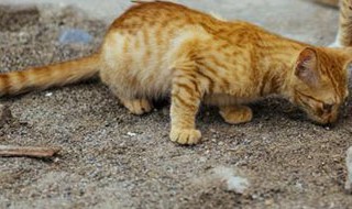 猫咪会在被遗弃的地方呆多久（猫咪被遗弃会留在原地吗）