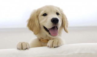 梦见狗咬我们是什么意思（梦见狗咬是什么意思晚上）