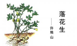 花生的主要内容是什么（小松鼠找花生的主要内容是什么）