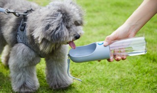 购买宠物的需求的痛点在哪 宠物产品需求痛点