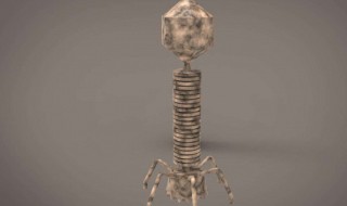 t2噬菌体模型如何制作