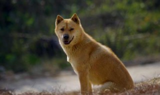 田园犬如何剃毛 田园犬剃毛什么样子