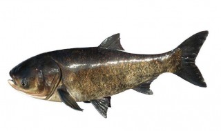 鱼身上有线虫能吃吗（鱼身上有线虫能吃吗怎么治）