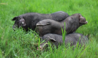 猪的外貌特征? 大白猪的外貌特征