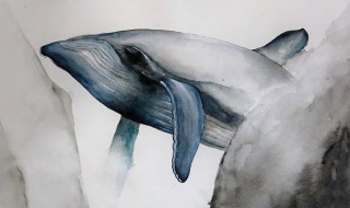 北冥有鱼为什么后来又写鸟了(文章标题为北冥有鱼作者后来为什么又写鸟)