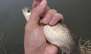 黑蚯蚓为什么难钓到鱼（黑色的蚯蚓钓鱼有用吗）