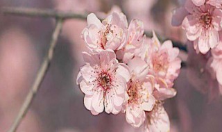 梅花结的果子叫什么 梅花结的果子叫什么果子