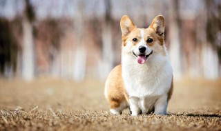 柯基犬是大型犬还是中型犬? 柯基属于大型犬还是中型犬