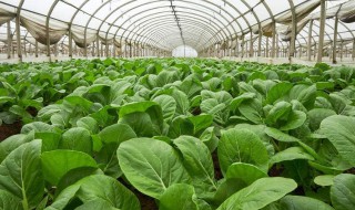 三月份大棚适合种什么菜 三月份大棚种什么蔬菜