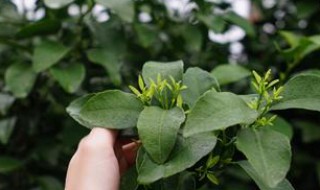 拉多美硫酸钾复合肥适用作物 拉多美硫酸钾化肥