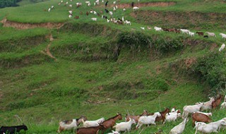 欧洲西部畜牧业特点 欧洲西部畜牧业特点分析