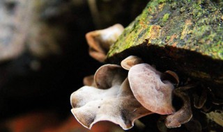 种木耳用什么木头(种木耳用什么木头好)