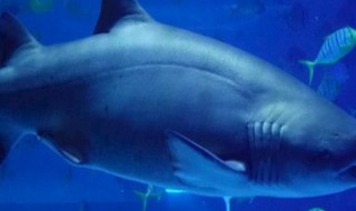 家养鲨鱼有什么品种（家养鲨鱼有什么品种好）