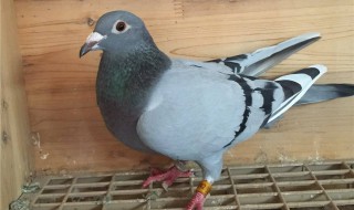 母鸽子叫脖子会鼓吗 母鸽子脖子长