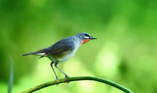 土画眉鸟叫母声怎么办