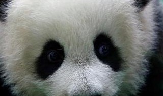 熊猫的眼睛是什么样 熊猫的眼睛讲解