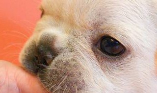 狗狗憋尿不在家里尿怎么办(狗狗憋尿不在家里尿怎么办视频)