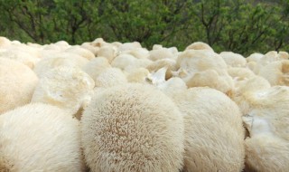 鲜猴头菇怎么处理不苦（新鲜猴头菇怎么处理不苦）