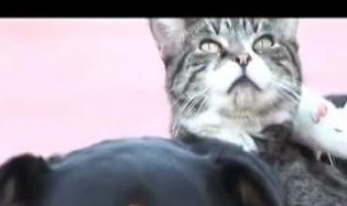 朝花夕拾之狗猫鼠原文 朝花夕拾之狗猫鼠原文好词好句