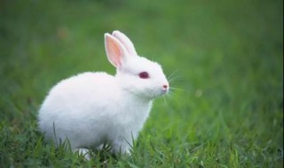 兔子的尿为什么搽不干净 兔子尿怎么办