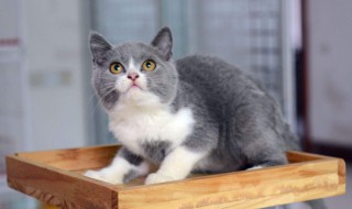 美短多久认主人（美短只认一个主人吗）