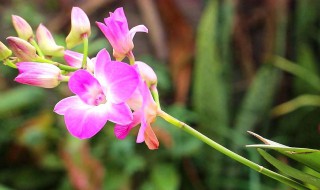 石斛汁榨汁是红色（新鲜石斛榨汁是什么颜色）