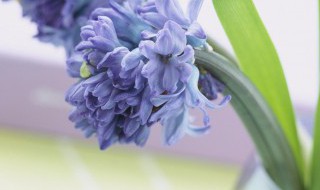 沐猴而冠的由来（沐猴而冠是什么）